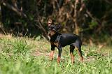 PINSCHER NAIN 170